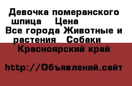 Девочка померанского шпица. › Цена ­ 40 000 - Все города Животные и растения » Собаки   . Красноярский край